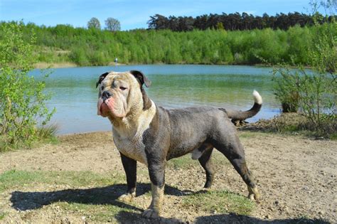old english bulldog karakter